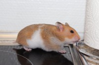 /album/photo-gallery-hamsterheaven/two-little-girls-juli-2012-034-jpg/